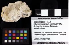 Foto (Objket + Etiketten) von Pithonoton marginatum (von Meyer, 1842) 